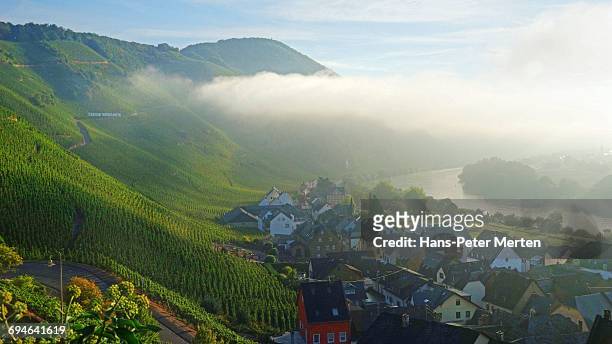 morning fog in moselle valley at ürzig - moseltal stock pictures, royalty-free photos & images