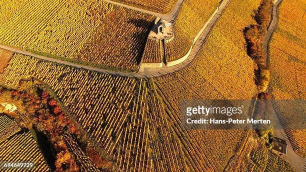 vineyards near wormeldange, moselle valley - rhineland palatinate stockfoto's en -beelden