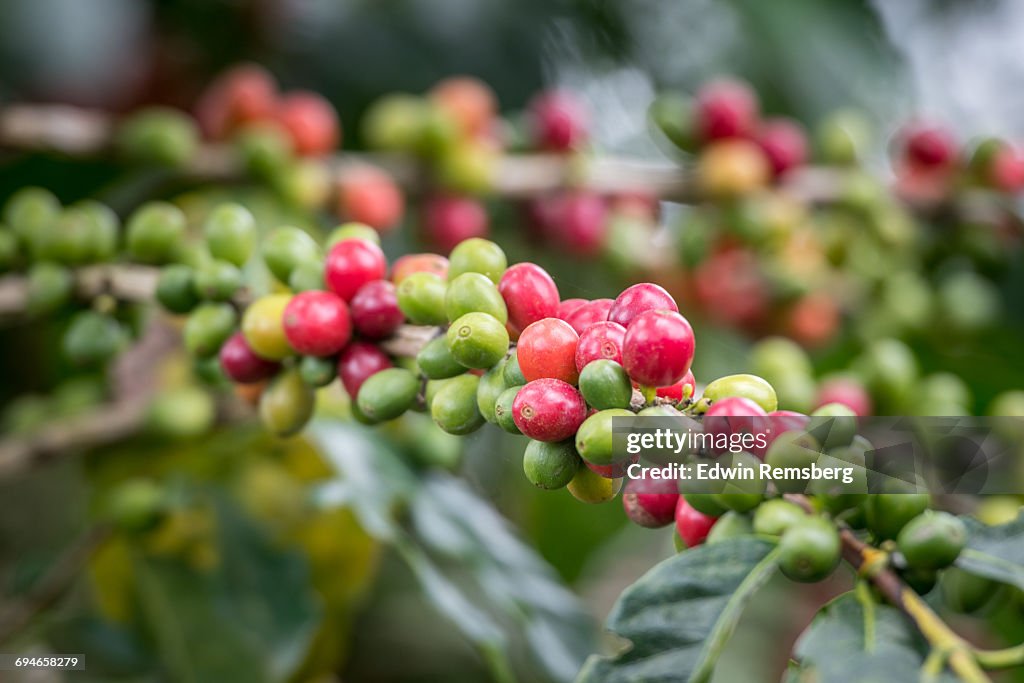 Loaded branches of Coffee plant