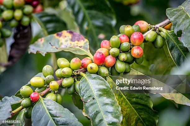 Cofee Rust Coffee Rust Photos and Premium High Res Pictures - Getty Images