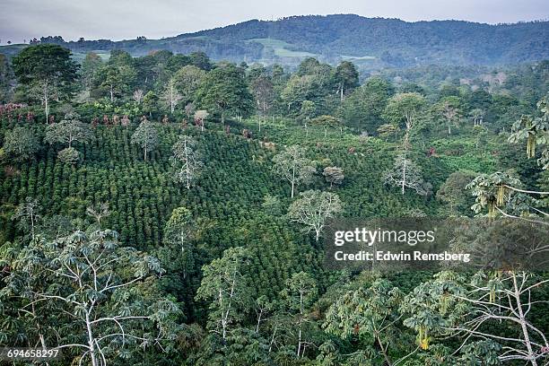 coffee plantation - costa rica coffee stock pictures, royalty-free photos & images