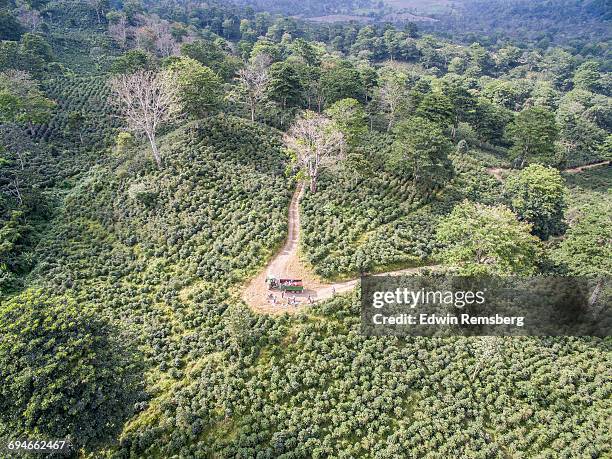 in the center of the plantation - coffee birds eye view stock pictures, royalty-free photos & images