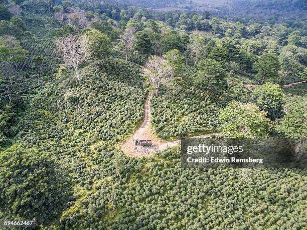 in the center of the plantation - costa rica coffee stock pictures, royalty-free photos & images