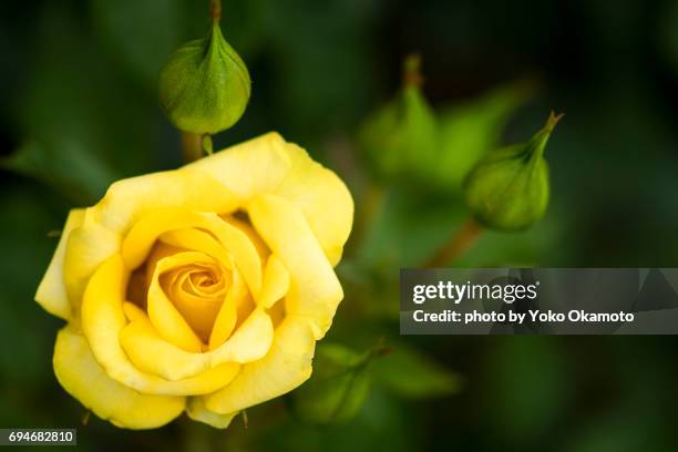 yellow rose - セレクティブフォーカス stock-fotos und bilder