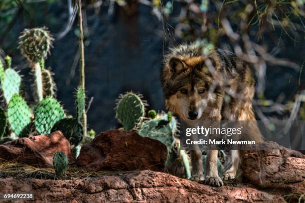 mexican wolf - lobo 個照片�及圖片檔