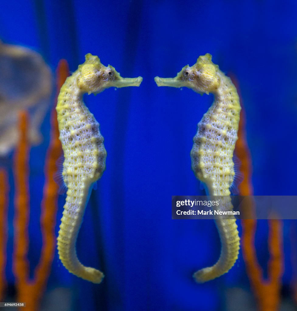 Dwarf Seahorse, mirror image