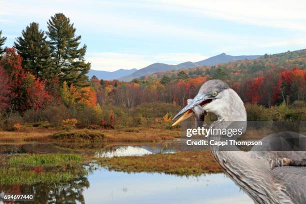 great blue heron with fish during fall - great pond (new hampshire) stock pictures, royalty-free photos & images