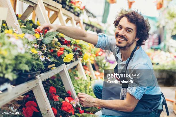 male florist choosing flowers - begonia stock pictures, royalty-free photos & images