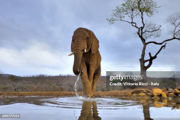 dawn drink - elephant trunk drink photos et images de collection