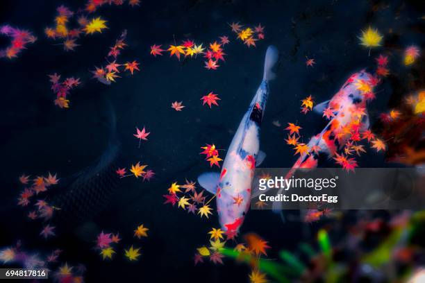 japanese carp with maple leaves in the pond - gold fish imagens e fotografias de stock