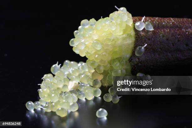 finger lime (citrus australasica) - finger lime stock pictures, royalty-free photos & images