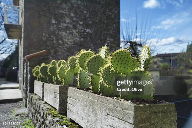 cactus like mouse head along road in provence, - cactus mouse stock pictures, royalty-free photos & images