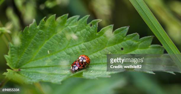 ladybirds mating on a leaf - liverpool beatles stock pictures, royalty-free photos & images
