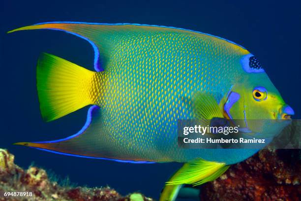 queen angelfish. - kaiserfisch stock-fotos und bilder