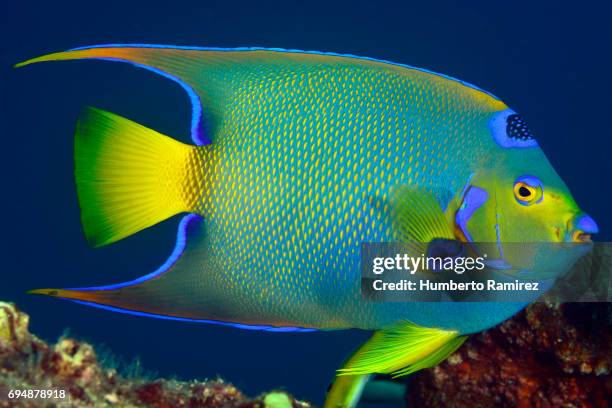 queen angelfish. - pomacanthidae foto e immagini stock