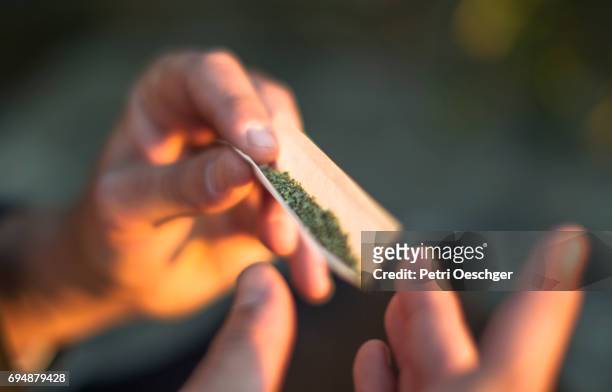 step by step on rolling a joint. - marijuana joint imagens e fotografias de stock