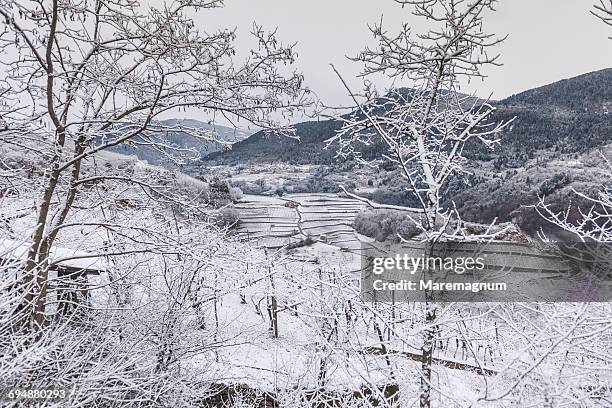 vineyards in winter time - cembra stock pictures, royalty-free photos & images