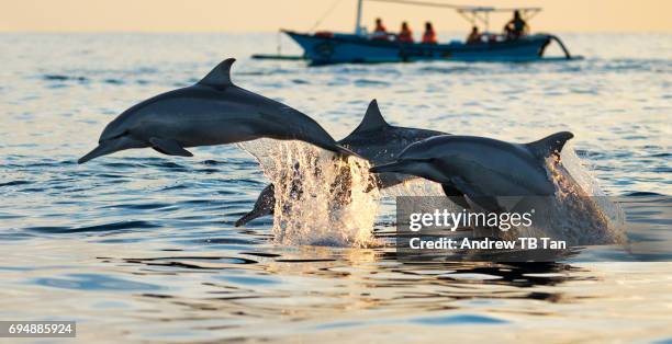 three dolphins leaping out of the sea near a fishing boat - delfino foto e immagini stock