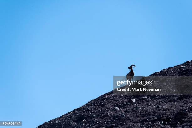 desert bighorn sheep - desert big horn sheep stock pictures, royalty-free photos & images