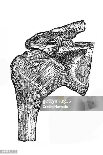 Api Humear2 Parts Of The Humerus Photos and Premium High Res Pictures - Getty Images