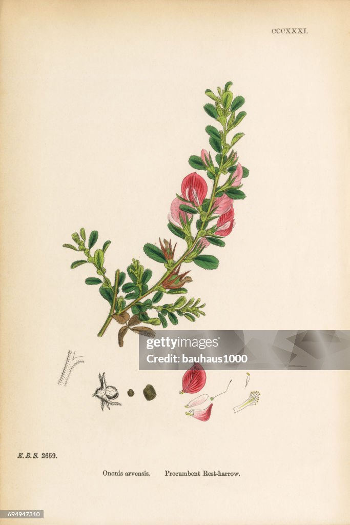 Procumbent Rest-Harrow, Ononis arvensis, Victorian Botanical Illustration, 1863