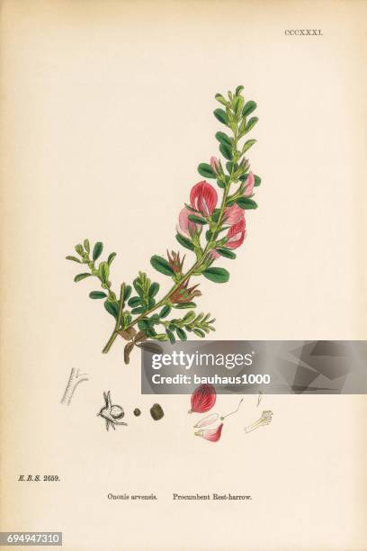 procumbent rest-harrow, ononis arvensis, victorian botanical illustration, 1863 - chamomile white background stock illustrations