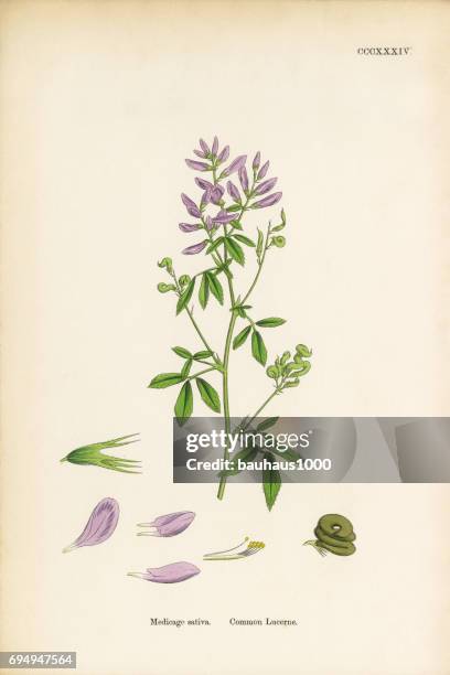 common lucerne, medicago sativa, victorian botanical illustration, 1863 - lupine flower stock illustrations
