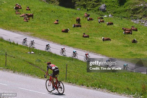 69th Criterium du Dauphine 2017 / Stage 8 Kilian FRANKINY / Peloton / Landscape / Cow/ Albertville - Plateau de Solaison 1508m /