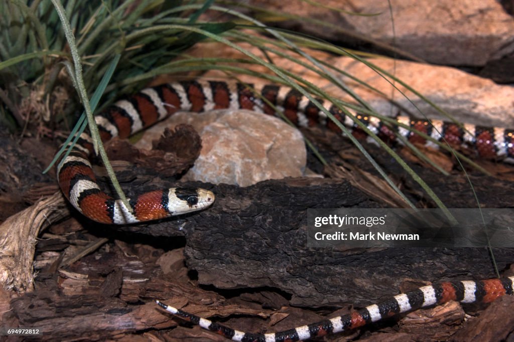 Arizona Mountain Kingsnake