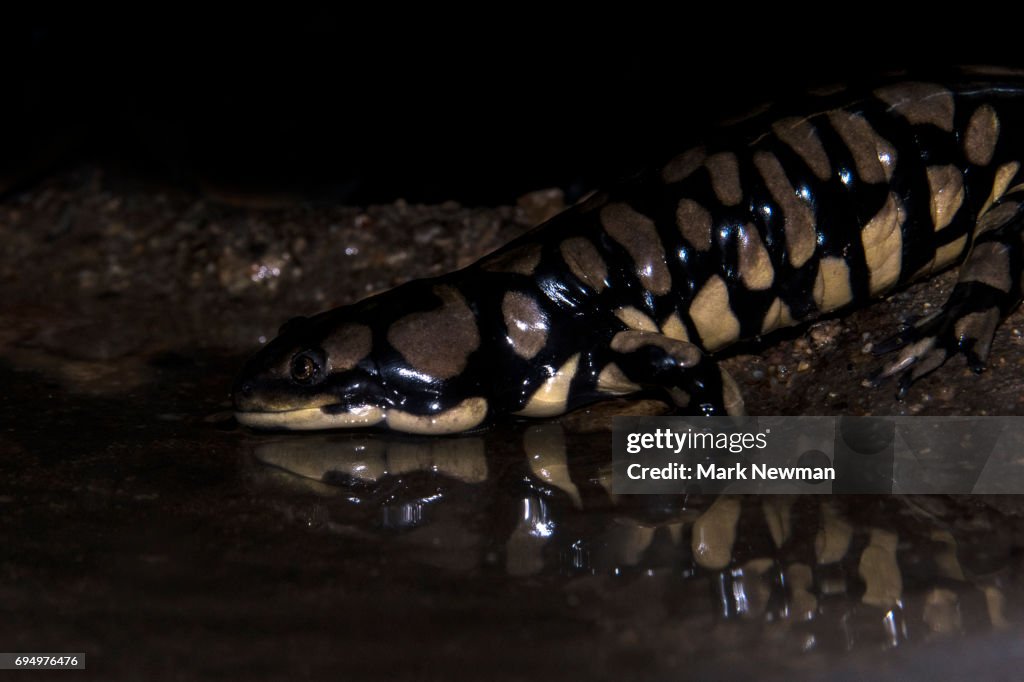 Tiger Salamander
