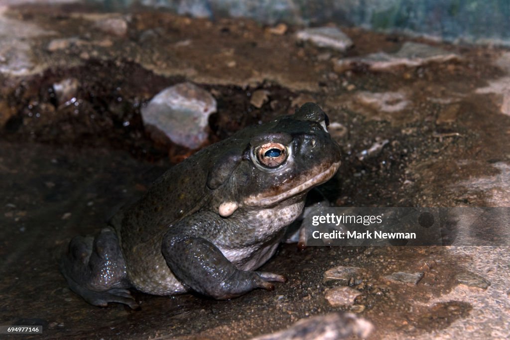 Sonoran Desert Toad