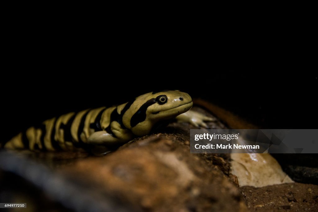 Tiger Salamander