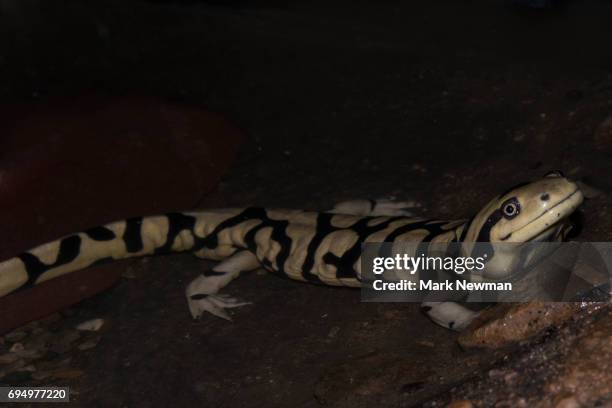 tiger salamander - ambystoma tigrinum stock pictures, royalty-free photos & images