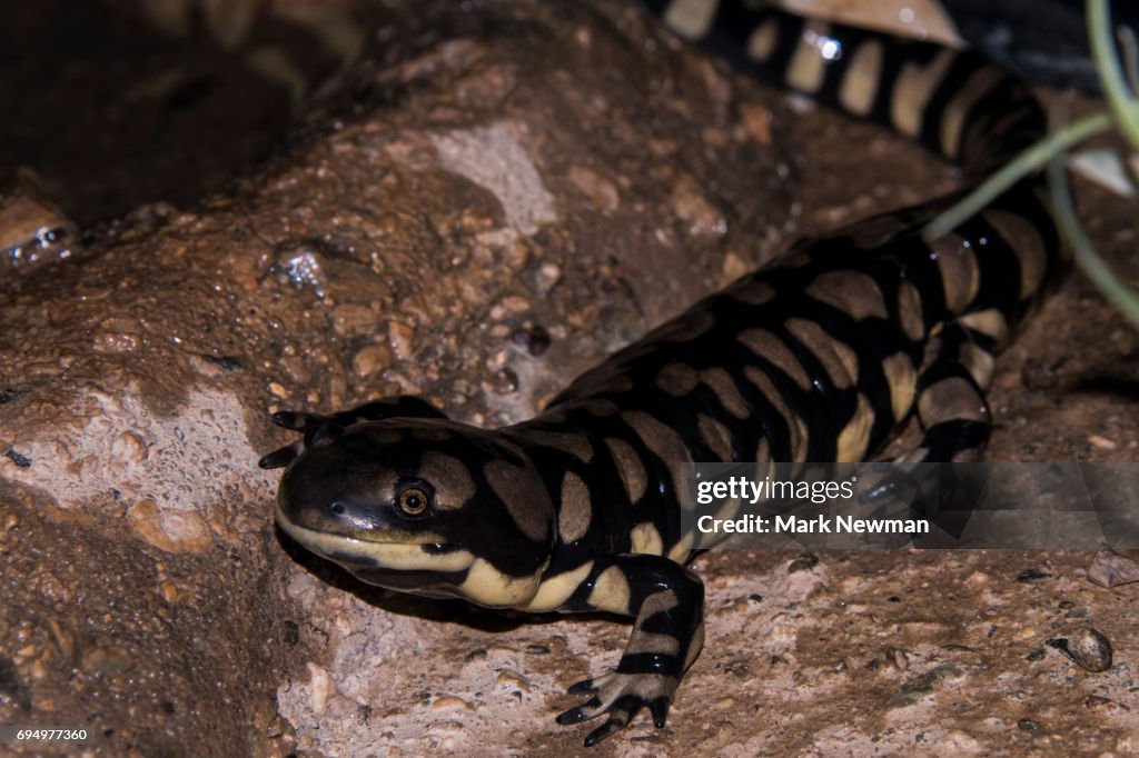 Tiger Salamander