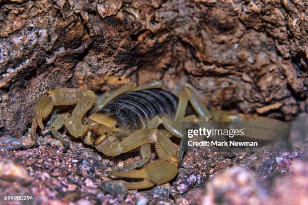 giant hairy scorpion - ジャイアントデザートヘアリースコーピオン ストックフォトと画像