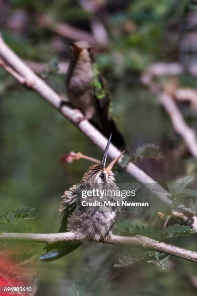 costa's hummingbird, baby, nesting - コスタハチドリ ストックフォトと画像