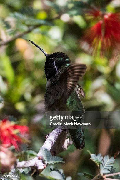 costa's hummingbird - コスタハチドリ ストックフォトと画像