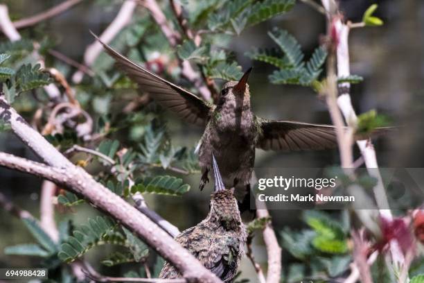 costa's hummingbird - コスタハチドリ ストックフォトと画像