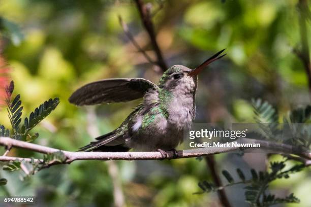 costa's hummingbird - コスタハチドリ ストックフォトと画像