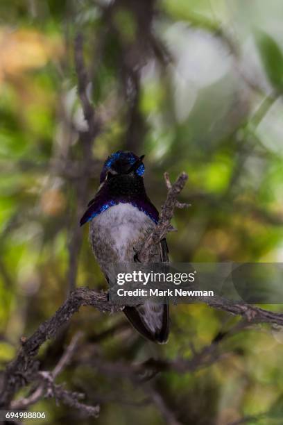 costa's hummingbird - コスタハチドリ ストックフォトと画像