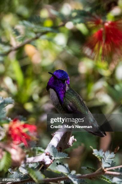 costa's hummingbird - コスタハチドリ ストックフォトと画像