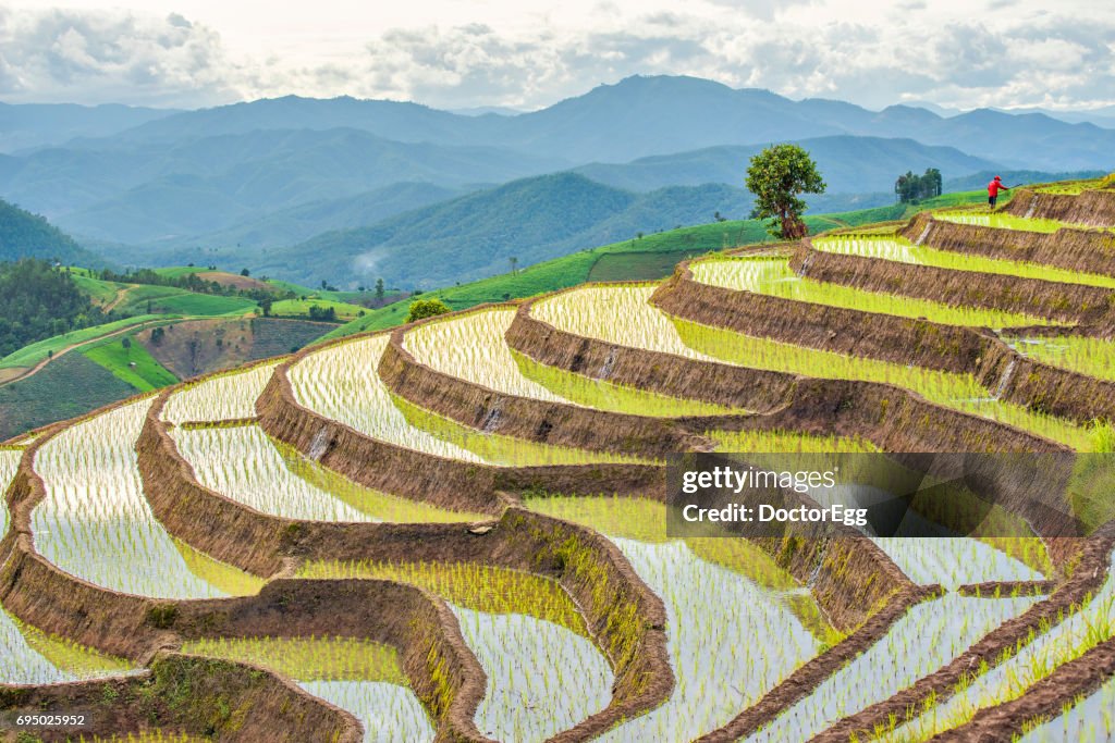 Terrace Rice Field at Pa Bong Piang Hill Tribe Village in Rainy Season