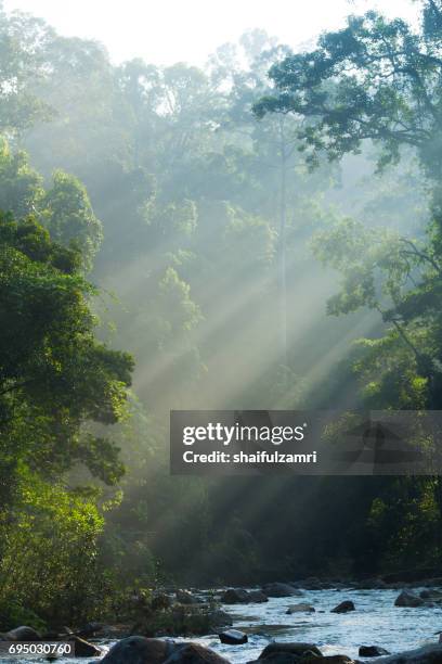 24 Endau Rompin National Park Stock Photos, High-Res Pictures, and ...
