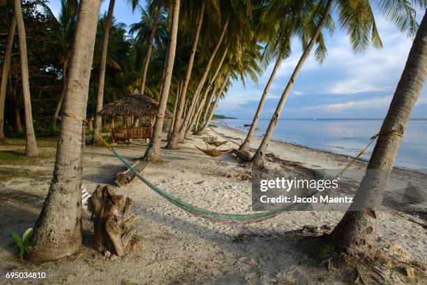 hammocks on palm trees, paliton beach, siquijor. - siquijor islands stock pictures, royalty-free photos & images