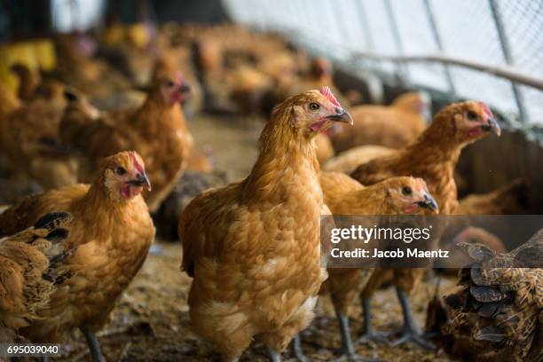 chicken in chinese poultry slaughterhouse, china. - abattoir stock pictures, royalty-free photos & images