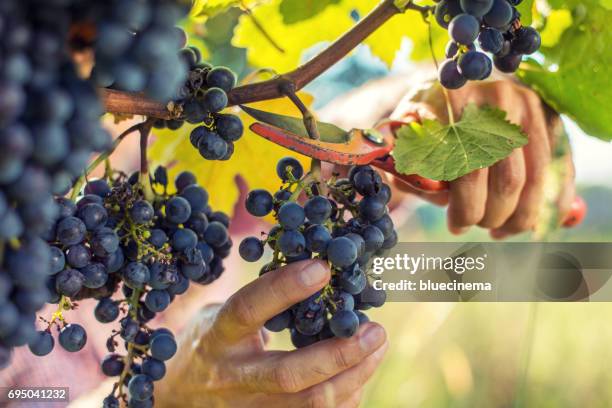 grapes harvesting - grape harvest stock pictures, royalty-free photos & images