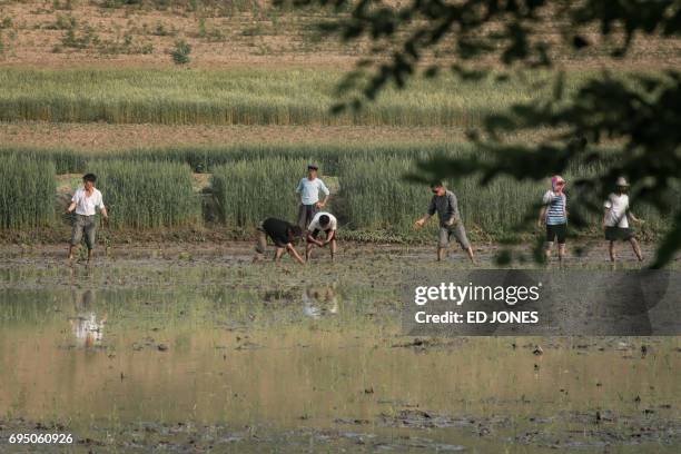 Photo taken on June 2, 2017 shows people planting rice in a field on the outskirts of the North Korean city of Kaesong. / AFP PHOTO / Ed JONES