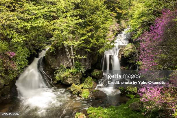 famous waterfall of nikko, ryuzo no taki - 長時間露光 fotografías e imágenes de stock