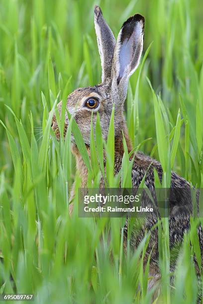 european brown hare, lepus europaeus - brown hare stockfoto's en -beelden