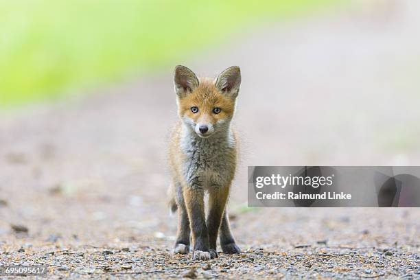 red fox, vulpes vulpes - fox pup stock pictures, royalty-free photos & images